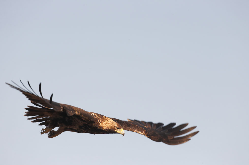 Imagen 22 de la galería de Águila Imperial - Imperial eagle